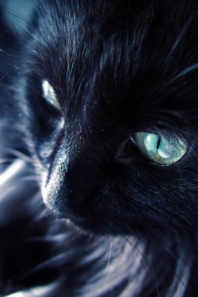 chat noir